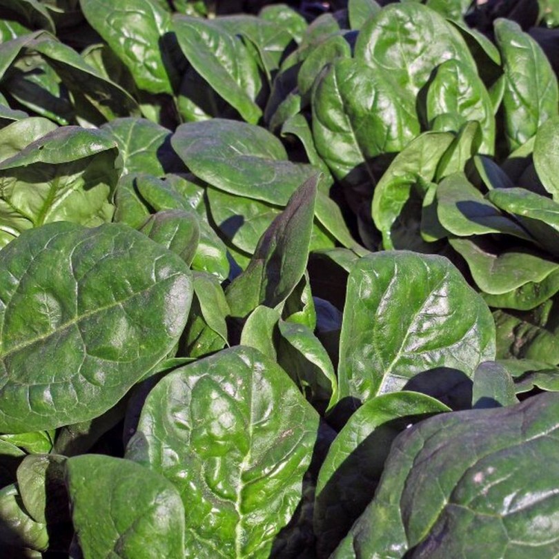 Matador spenót, Spinacia oleracea, saláta